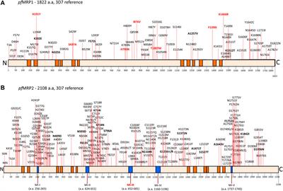 Plasmodium falciparum Multidrug Resistance Proteins (pfMRPs)